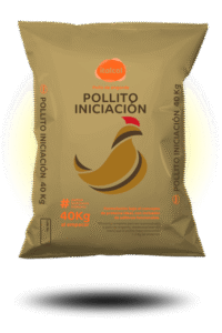 POLLITO INICIACIÓN DORADO